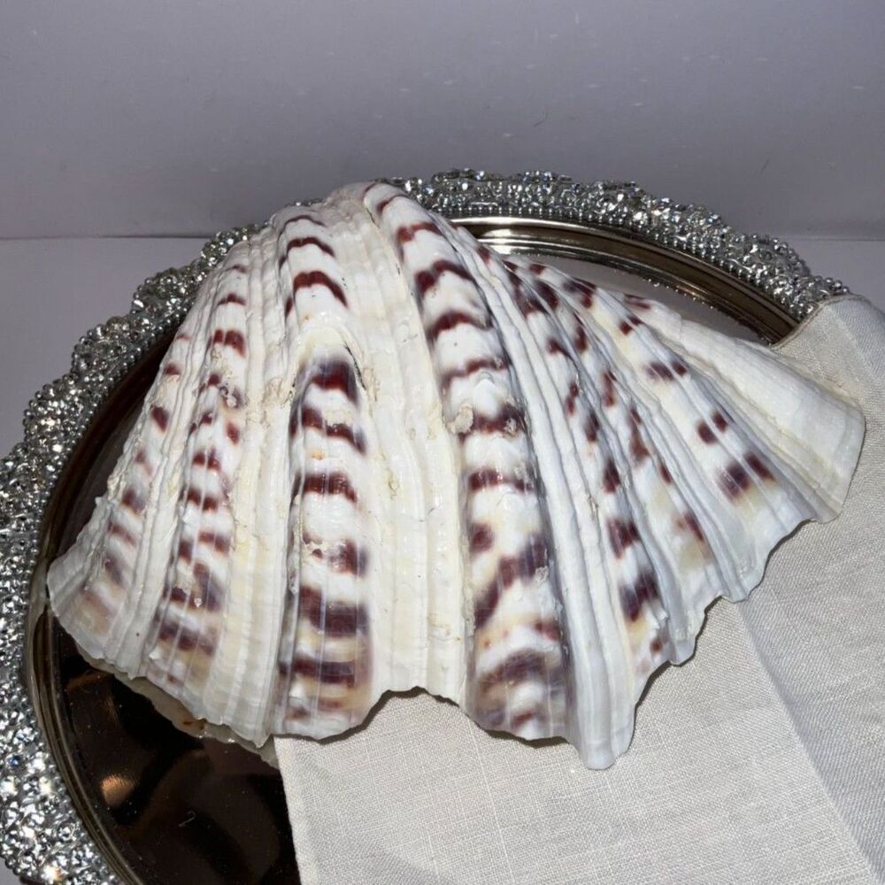 Beautiful ruffled clam shell NJ beach - Picture 5 of 6